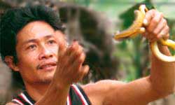 Kumander Cobra