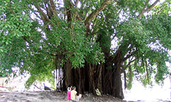 Balete Tree