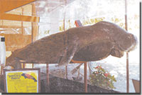 a dugong named princess dapia