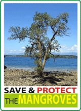 Mangrovetum project