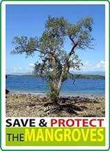 Mangrovetum project