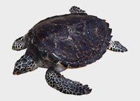 hawksbill turtle