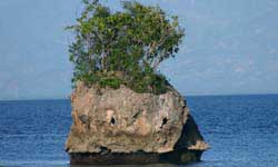Wishing Island